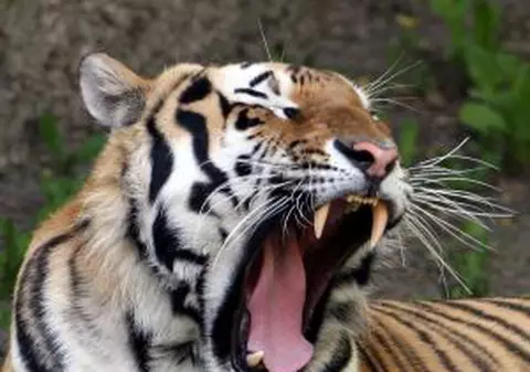 Bărbat, devorat de tigri în Singapore