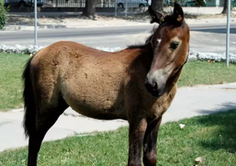 A lovit cinci cai pe DN 1