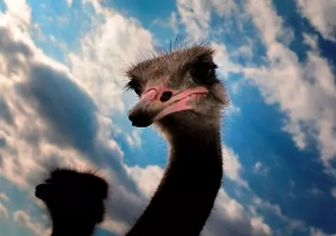 Bulgarii fac turism pe cârca struţilor