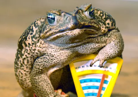 Cumperi spanac şi primeşti bonus broaşte râioase