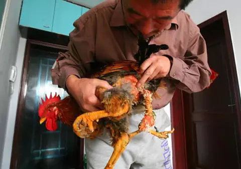 Voia omletă, dar s-a ales cu un pui cu patru picioare