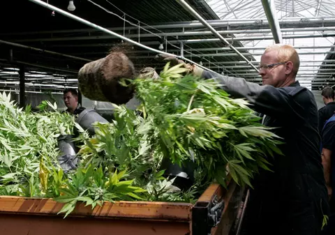 Primăriile olandeze vor avea plantaţii de cannabis