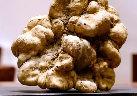 200.000$ pentru o trufă de 1 kg!