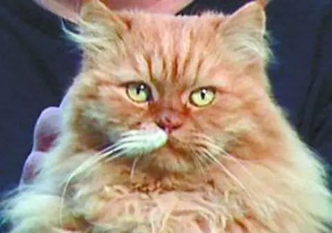 Cu mâţa la adunat de voturi