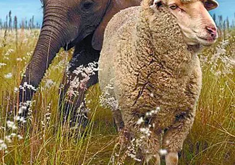 Un elefant şi un berbec, prieteni la cataramă