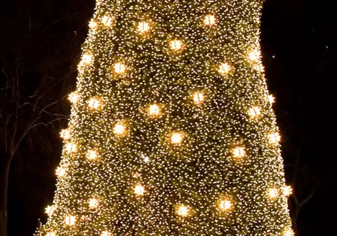 Bradul de la Vatican, oferit de austrieci