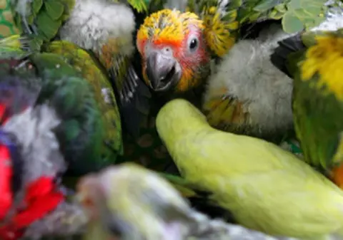 Trăia în casă cu peste 1.700 de peruşi!