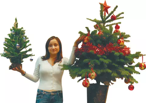 Ce brad îţi alegi?