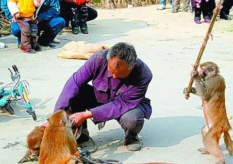 S-au răzbunat maimuţele!