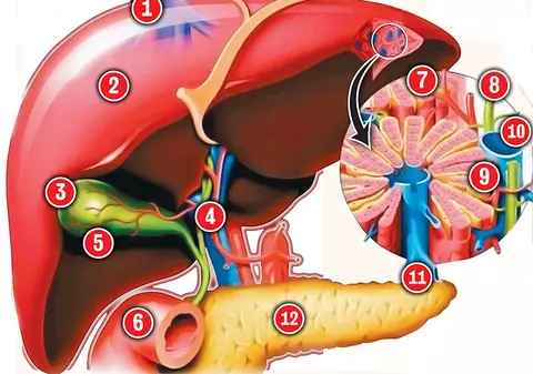 Cum îţi «odihneşti» ficatul