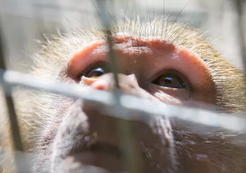 Grădina Zoologică din Sofia, în frig