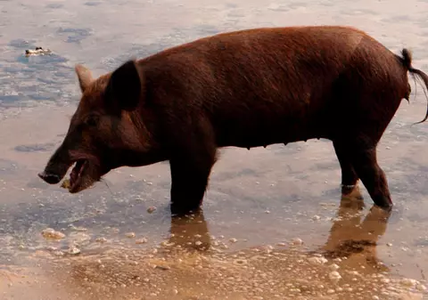 Porcul pescar