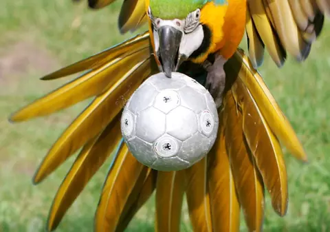 Papagalul s-a crezut arbitru