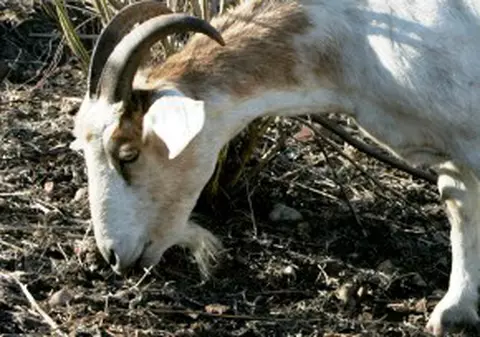 Incredibil! Țap arestat pentru furt auto