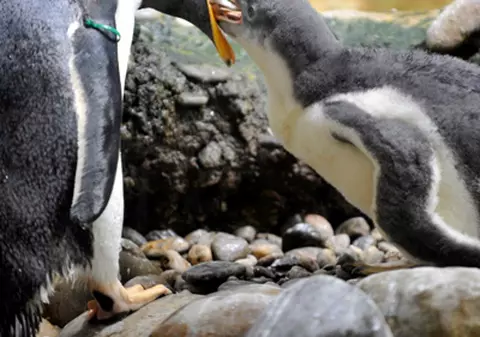 Şi pinguinii se căsătoresc