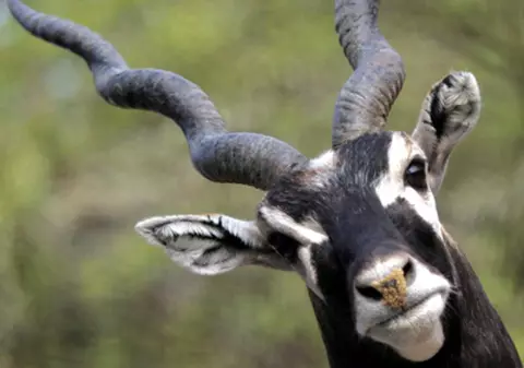 Cerbul “înviat” s-a răzbunat pe vânător