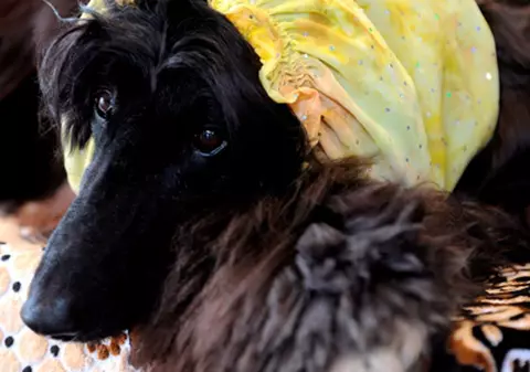 Comercializează peruci pentru câini