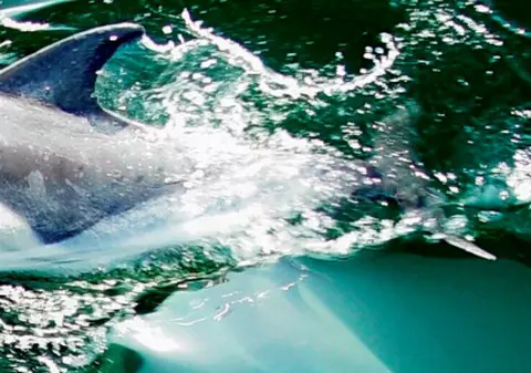 Delfinii, adevăraţi maeştri bucătari ai oceanelor