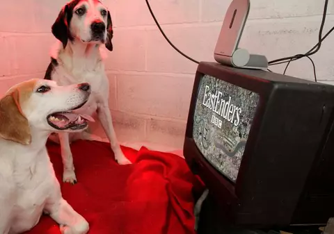 Ei sunt câinii pasionaţi de telenovele