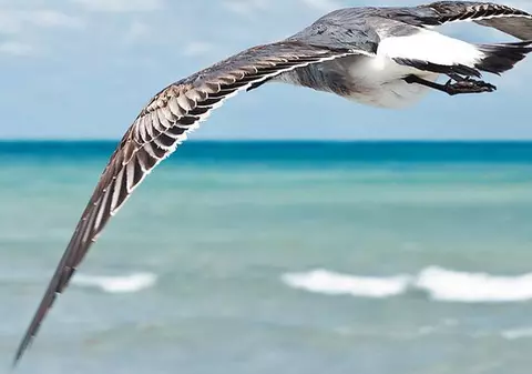 «Se făcea că eram pescăruş şi zburam deasupra mării»