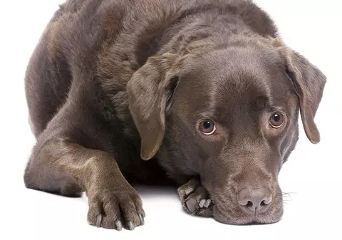 Cum îţi dai seama că e bolnav?