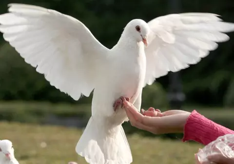 Prins cu porumbei în...pantaloni