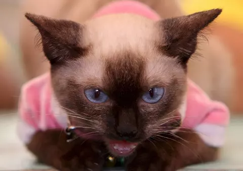 Petiţie pentru ca o pisică să rămână în restaurant 