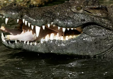 A fost înghiţit de crocodil 