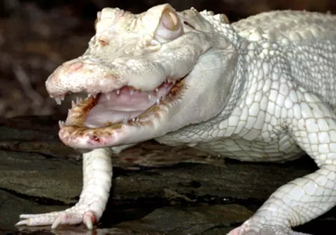 I-au găsit rămăşiţele în burta unui crocodil