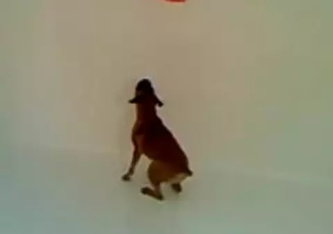 Video: O căţea mai tare decât Ronaldo