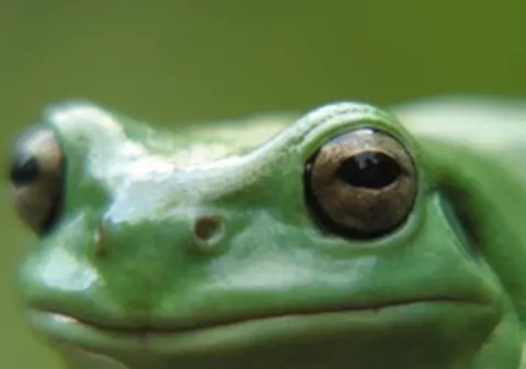 Broaştele i-ar putea scoate din criză