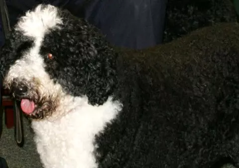 Obama va avea un câine de apă portughez