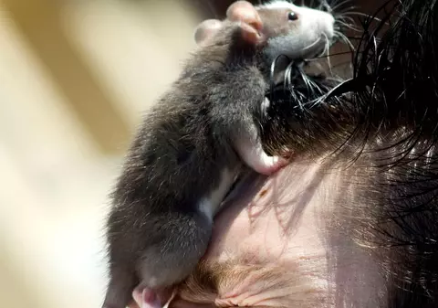 Căciula din şoareci morţi e la modă