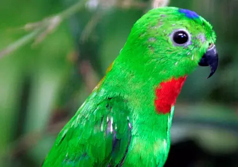 Şi-a dat copiii în schimbul unui papagal