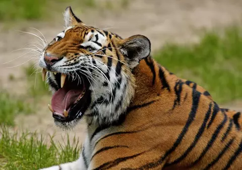 Turist ucis de un tigru siberian