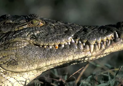 Trei crocodili, eliberați într-o școală din Australia