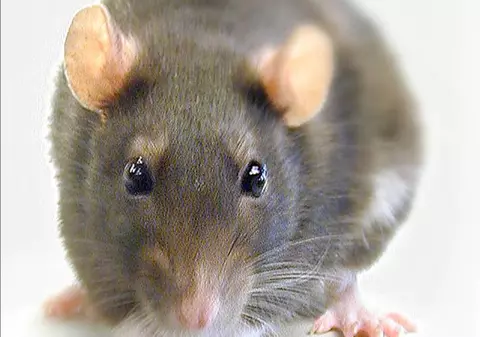 A  fost declarat campion la omorât şobolani