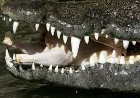 Au "reparat" botul unui crocodil folosind 4 bucăţi de fier şi 41 de şuruburi