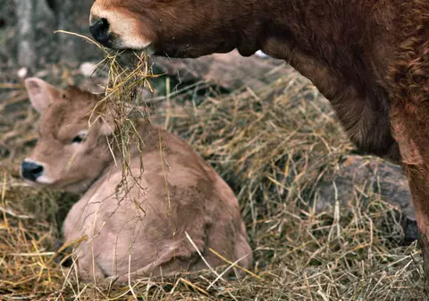O vacă a născut tripleti! 