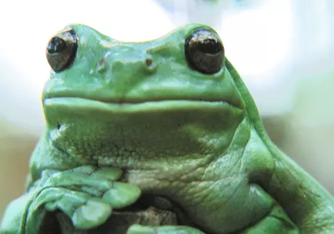 Nunta dintre două broaşte a adus ploaia