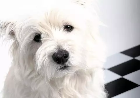 Ajută-l să slăbească