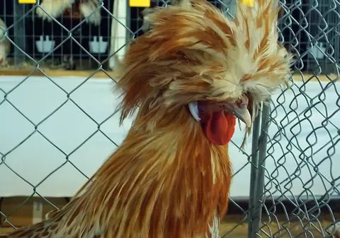 Ce găină «punkistă»!
