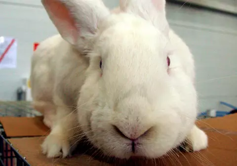 A omorât cu sânge rece iepuraşul de Paşte