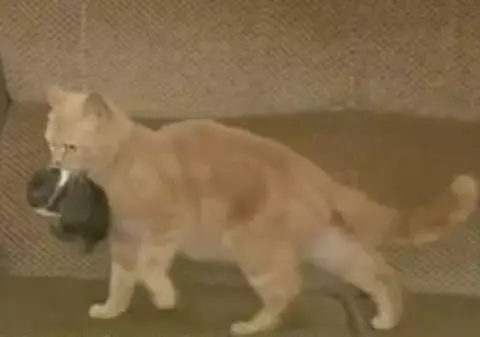 Căteluşi învăţaţi să prindă şoareci de o pisică
