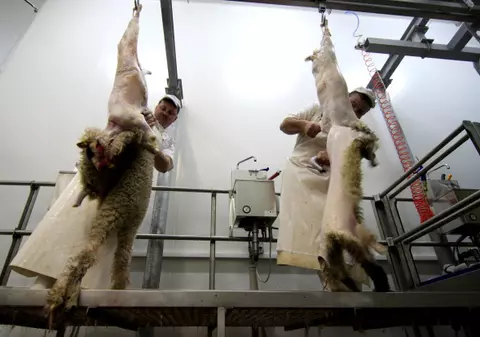 Semnături în PE pentru tăierea mieilor şi a porcilor în mod tradiţional 