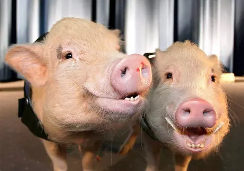 Pig Brother, cel mai original  reality show 