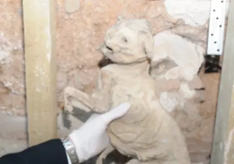 Pisică mumificată, moartă de 400 de ani, găsită în zidul unei case