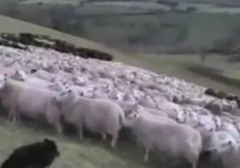 PETA critică reclama cu oiţele "luminoase" 