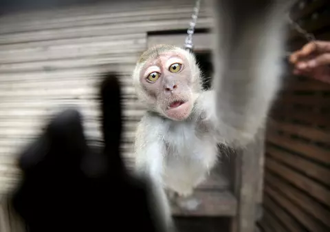 Şi-a împuşcat vecina, confundând-o cu o maimuţă