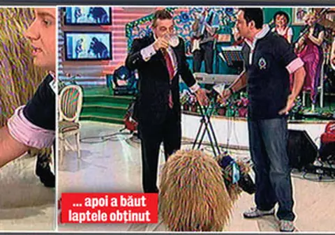 A muls oaia în direct!
